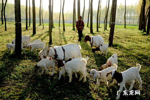 养殖场背建可以强 养殖场违建可以强拆吗