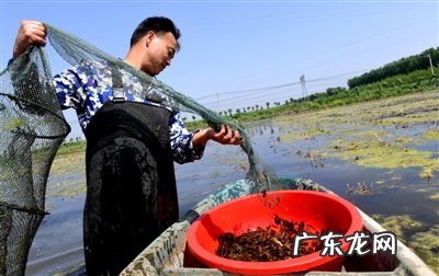 2021养殖业什 2021养殖业什么前景最好