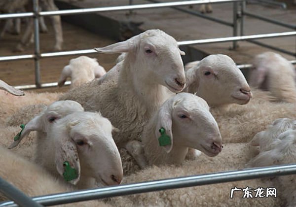 2021养殖业什 2021养殖业什么前景最好