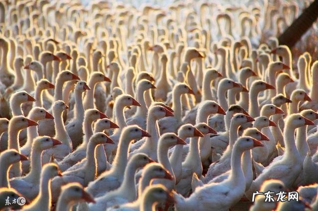 2021养殖业什 2021养殖业什么前景最好