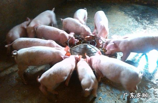 2021养猪还行 2021养猪还行吗还能赚到钱吗