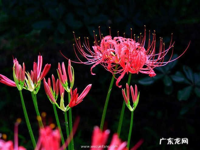 彼岸花碰到血会怎 彼岸花碰到血会怎样