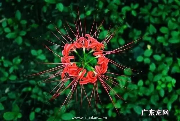 彼岸花碰到血会怎 彼岸花碰到血会怎样