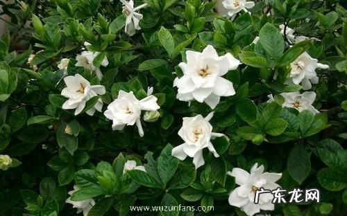 栀子花为啥不吉祥 栀子花为啥不吉利