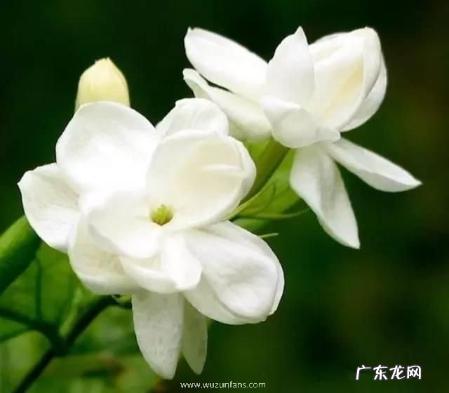 栀子花为啥不吉祥 栀子花为啥不吉利