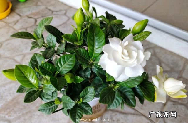 栀子花为啥不吉祥 栀子花为啥不吉利