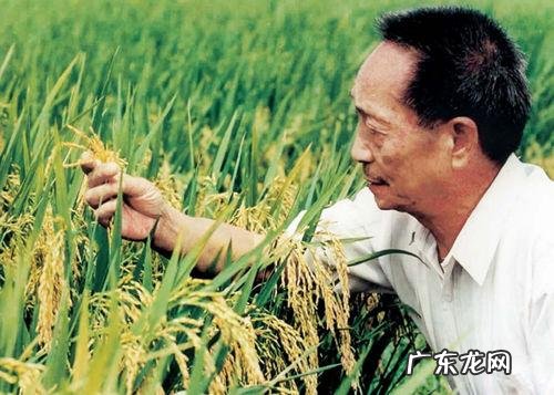 袁隆平差点进入游 袁隆平差点进入游泳国家队