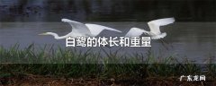 白鹭的体长和重量
