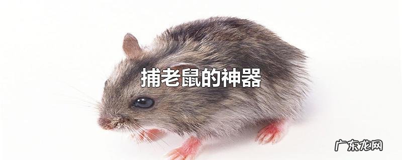 捕老鼠的神器