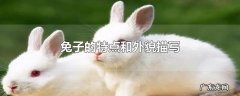 兔子的特点和外貌描写