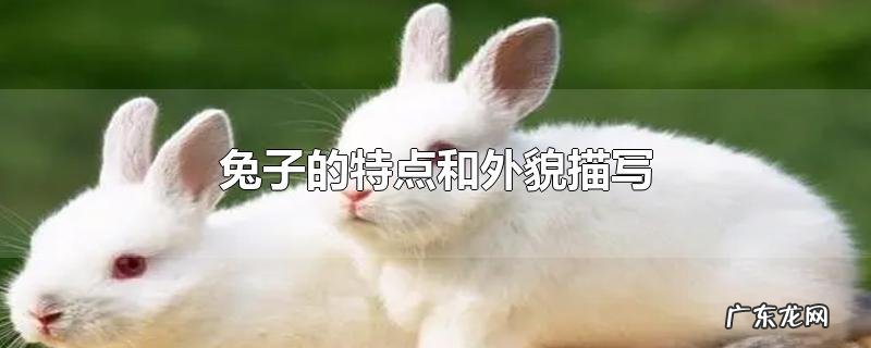 兔子的特点和外貌描写