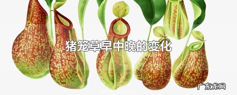 猪笼草早中晚的变化