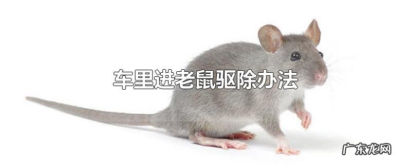 车里进老鼠驱除办法
