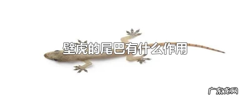 壁虎的尾巴有什么作用
