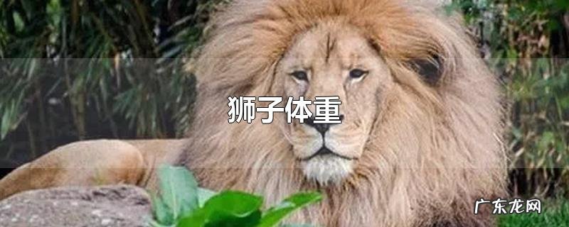 狮子体重
