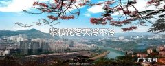 攀枝花冬天冷不冷