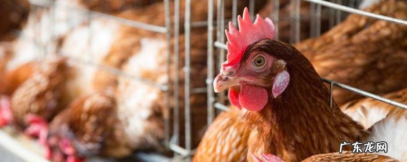 蛋鸡淘汰管理技术，为什么要淘汰停产鸡