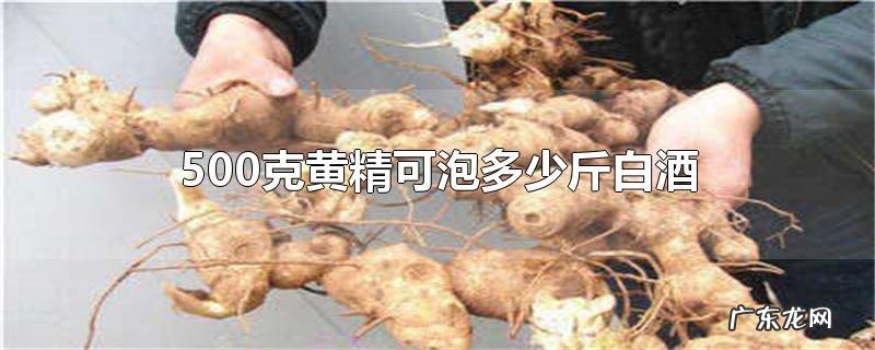 500克黄精可泡多少斤白酒