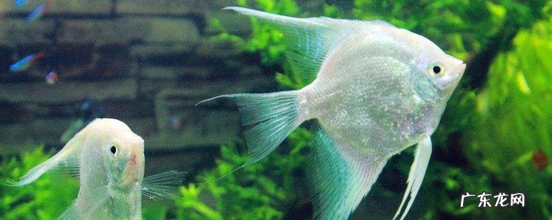 神仙鱼怎么饲养?神仙鱼对于水质管理