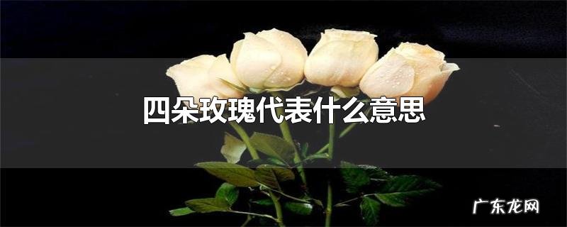 四朵玫瑰代表什么意思