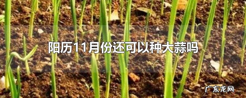 阳历11月份还可以种大蒜吗