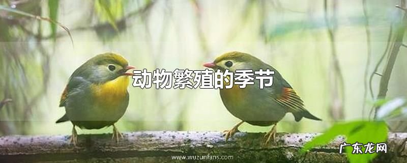 动物繁殖的季节