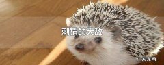 刺猬的天敌
