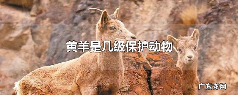 黄羊是几级保护动物