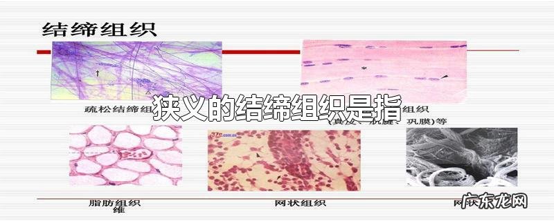 狭义的结缔组织是指