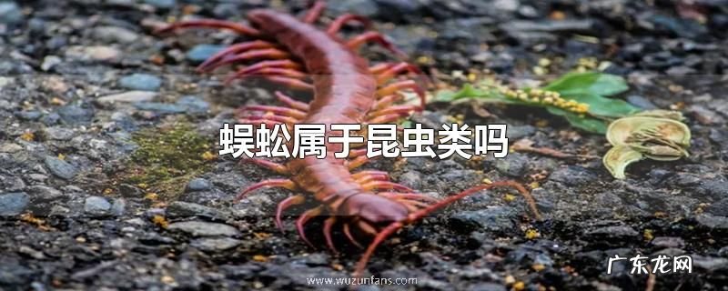 蜈蚣属于昆虫类吗