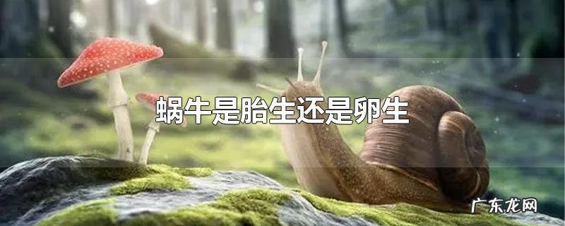 蜗牛是胎生还是卵生