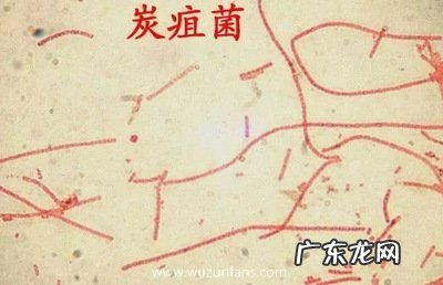山东省出现炭疽死 山东省出现炭疽死亡病例