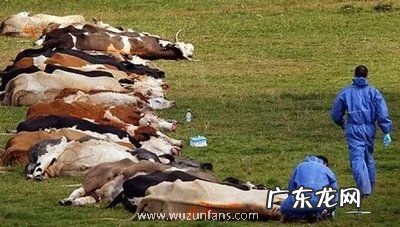 山东省出现炭疽死 山东省出现炭疽死亡病例