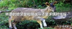 林麝的獠牙是和狼战斗还是求偶时炫耀