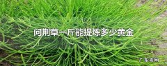 问荆草一斤能提炼多少黄金