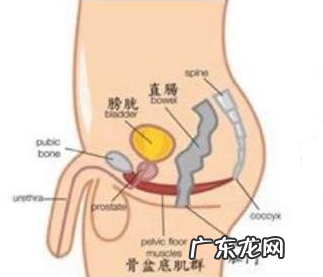 如何做凯格尔运动,做凯格尔运动的最佳方法