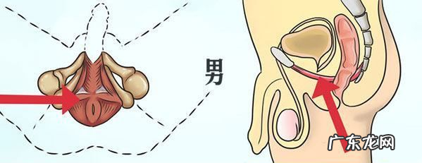 男性训练盆底肌有什么好处
