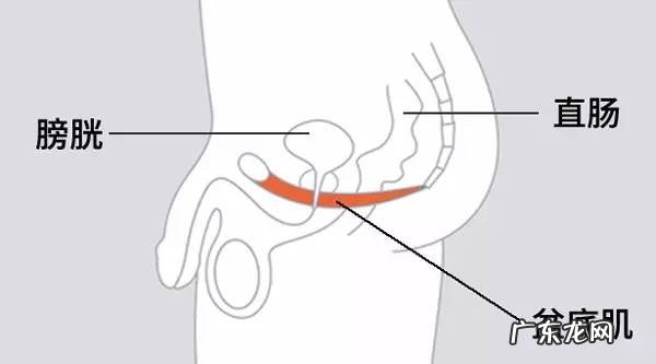 男性训练盆底肌有什么好处