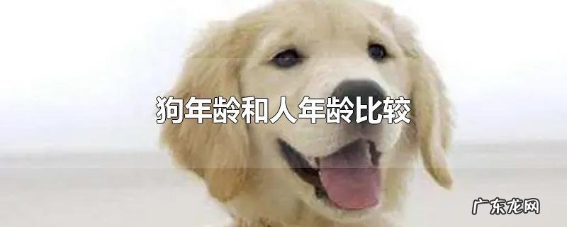 狗年龄和人年龄比较