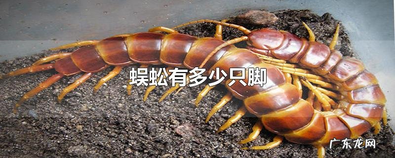 蜈蚣有多少只脚