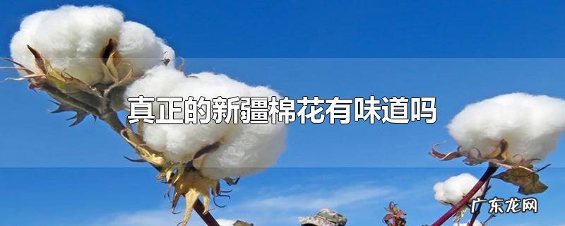 真正的新疆棉花有味道吗