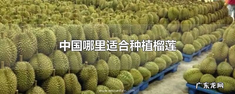 中国哪里适合种植榴莲