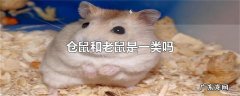仓鼠和老鼠是一类吗