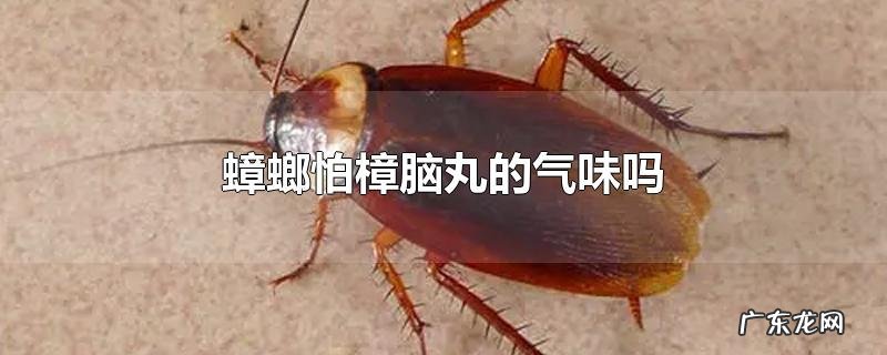 蟑螂怕樟脑丸的气味吗