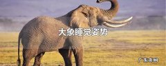 大象睡觉姿势