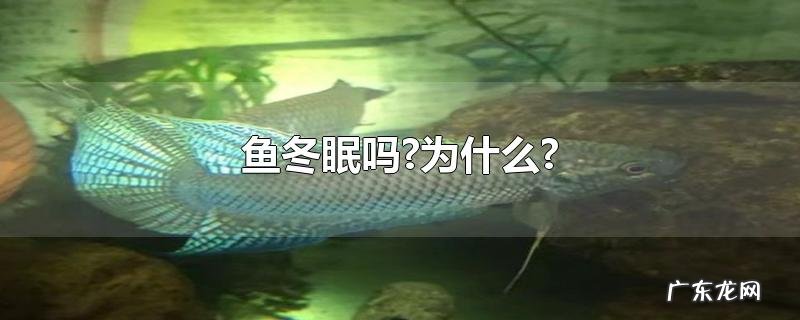 鱼冬眠吗?为什么?