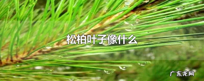 松柏叶子像什么
