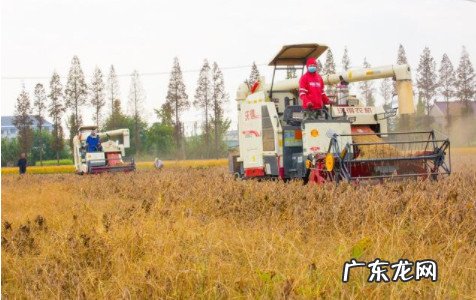 2021年食粮补 2021年粮食补贴一亩补多少钱