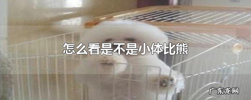 怎么看是不是小体比熊