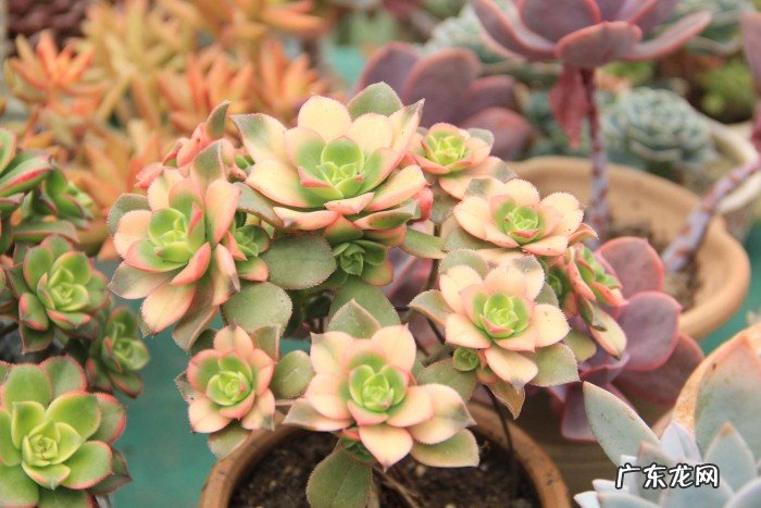 多肉放哪一个位置旺 多肉放哪个位置旺财